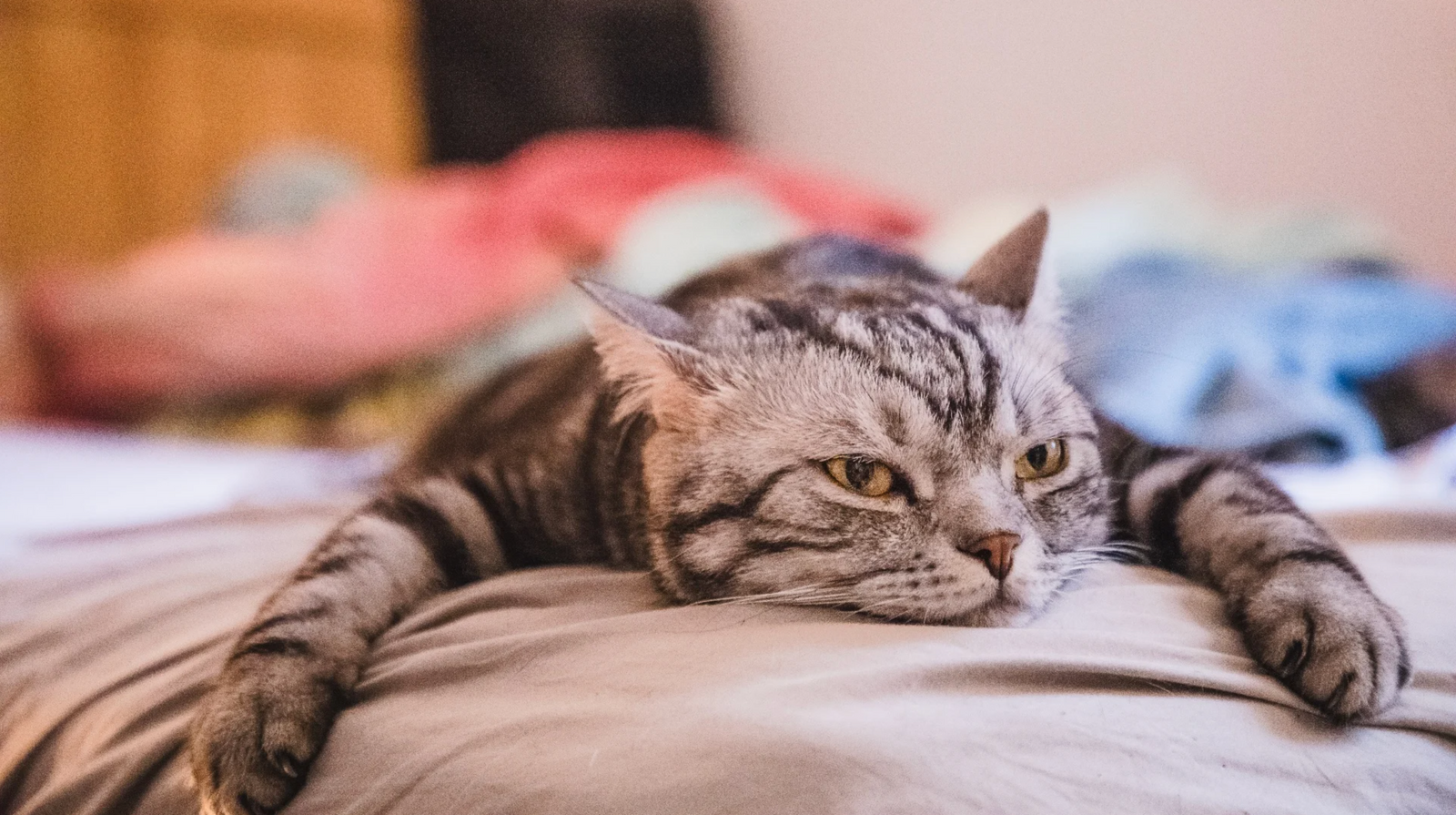 A bored gray tabby cat lying down on a bed, showing signs of boredom