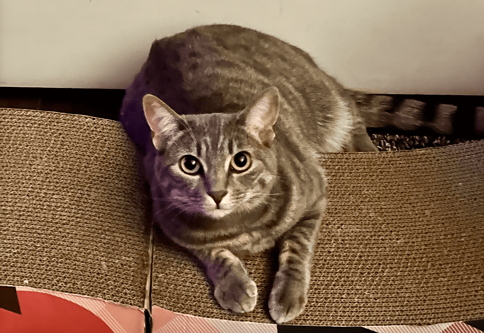 Turnip, a gray tabby cat, sitting on a scratching pad and looking directly at the camera