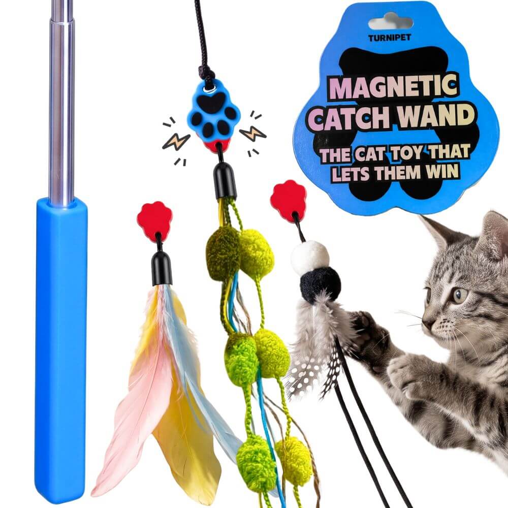 A cat toy set shown on a white background, including a blue and silver pole, feather and pom-pom wands, and a blue 'MAGNETIC CATCH WAND' packaging graphic. A gray tabby cat is partially visible on the right, reaching toward the toy.