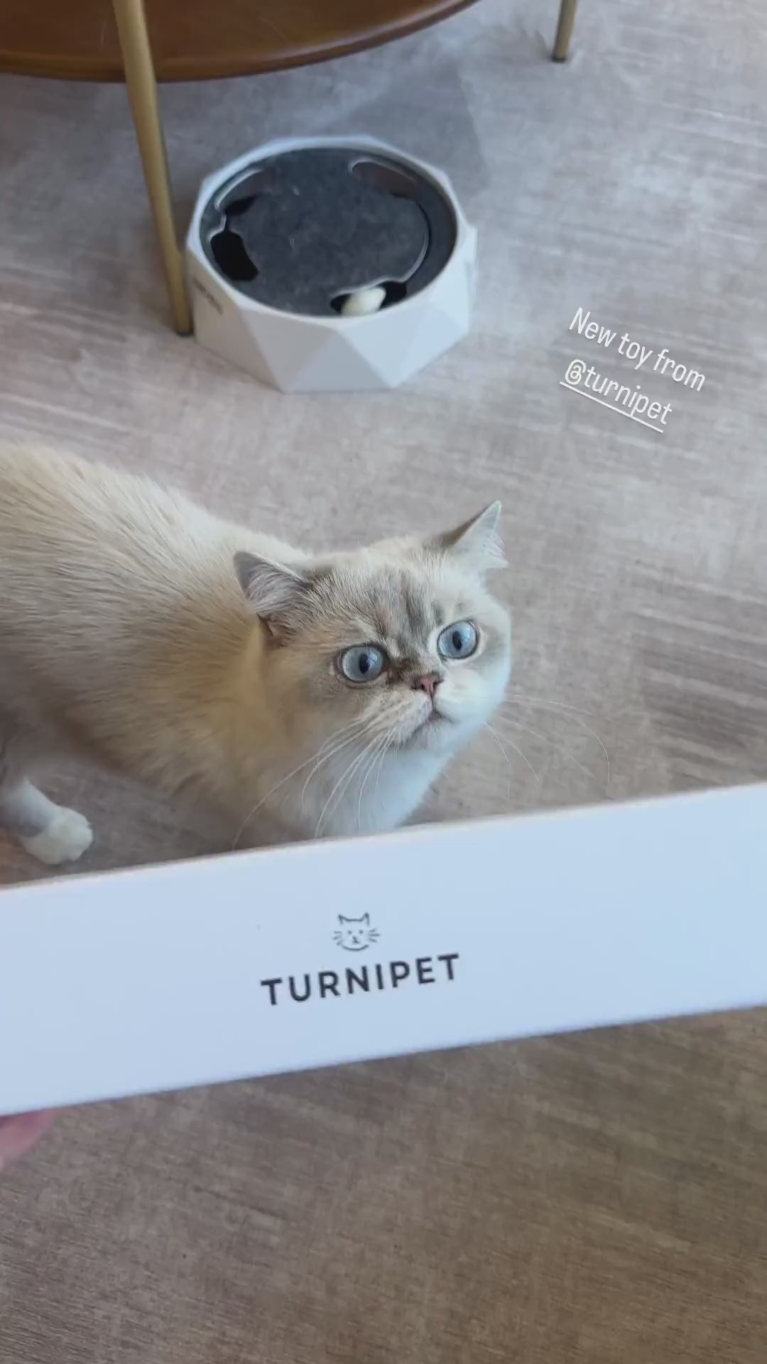 Interactive cat wand toy by Turnipet, the Magnetic Catch Wand offers easy prey attachment via magnets, adjustable pole length, and a sleek design for an ergonomic and fun cat play experience.