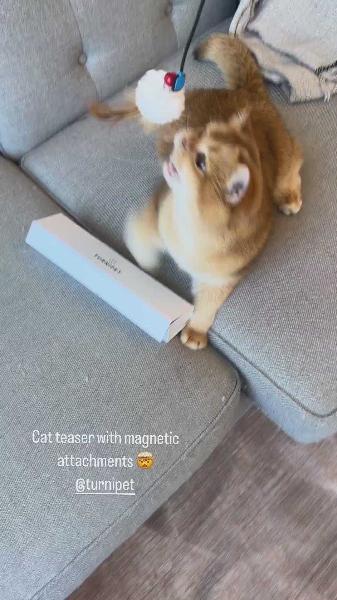 Magnetic Catch Wand from Turnipet features innovative magnetic attachments, allowing cat owners to easily swap out toys for variety in play. Compact, stylish, and designed to offer playful engagement for your cat.